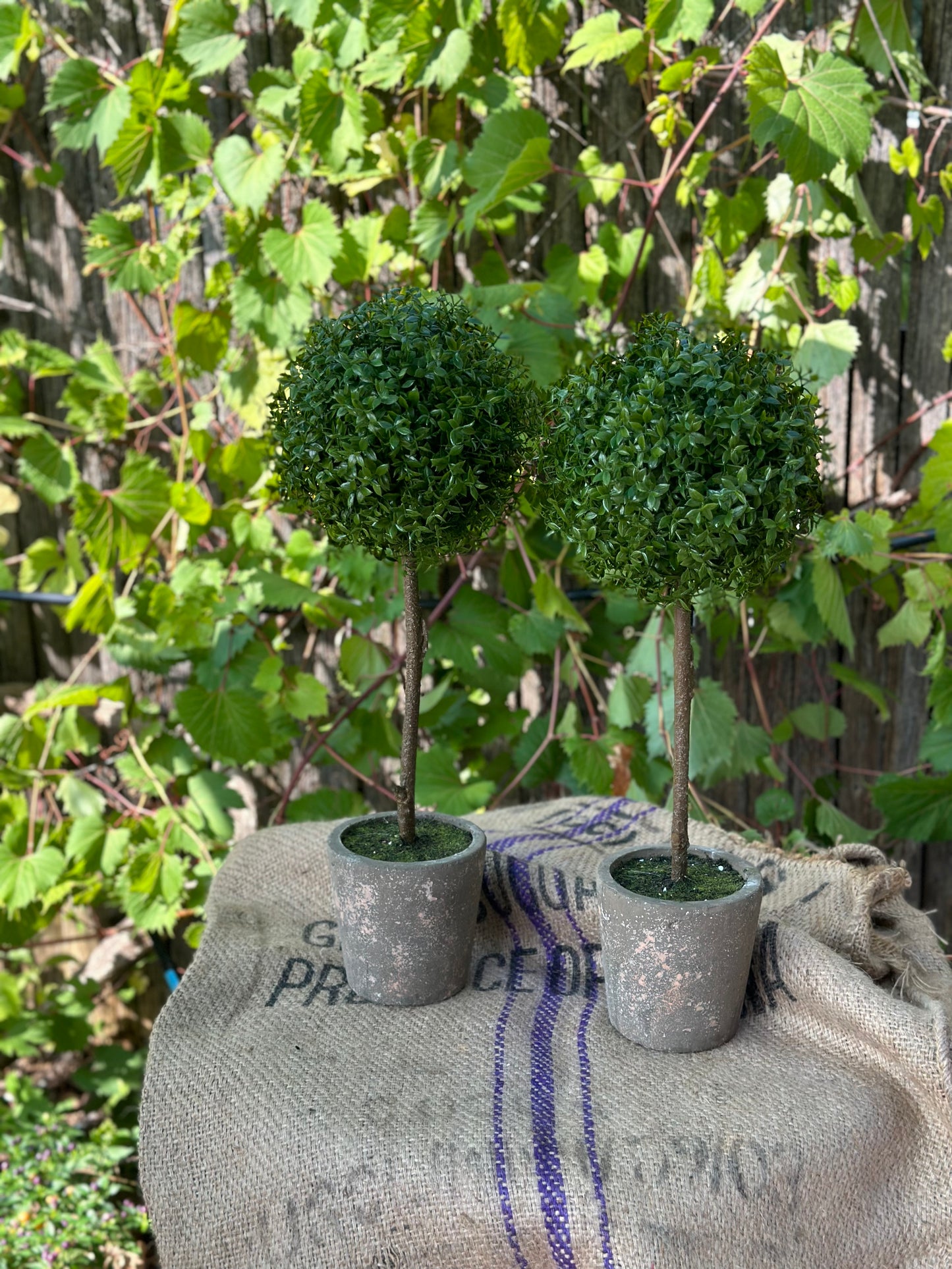 Artificial - Faux Boxwood Topiary in Grey container