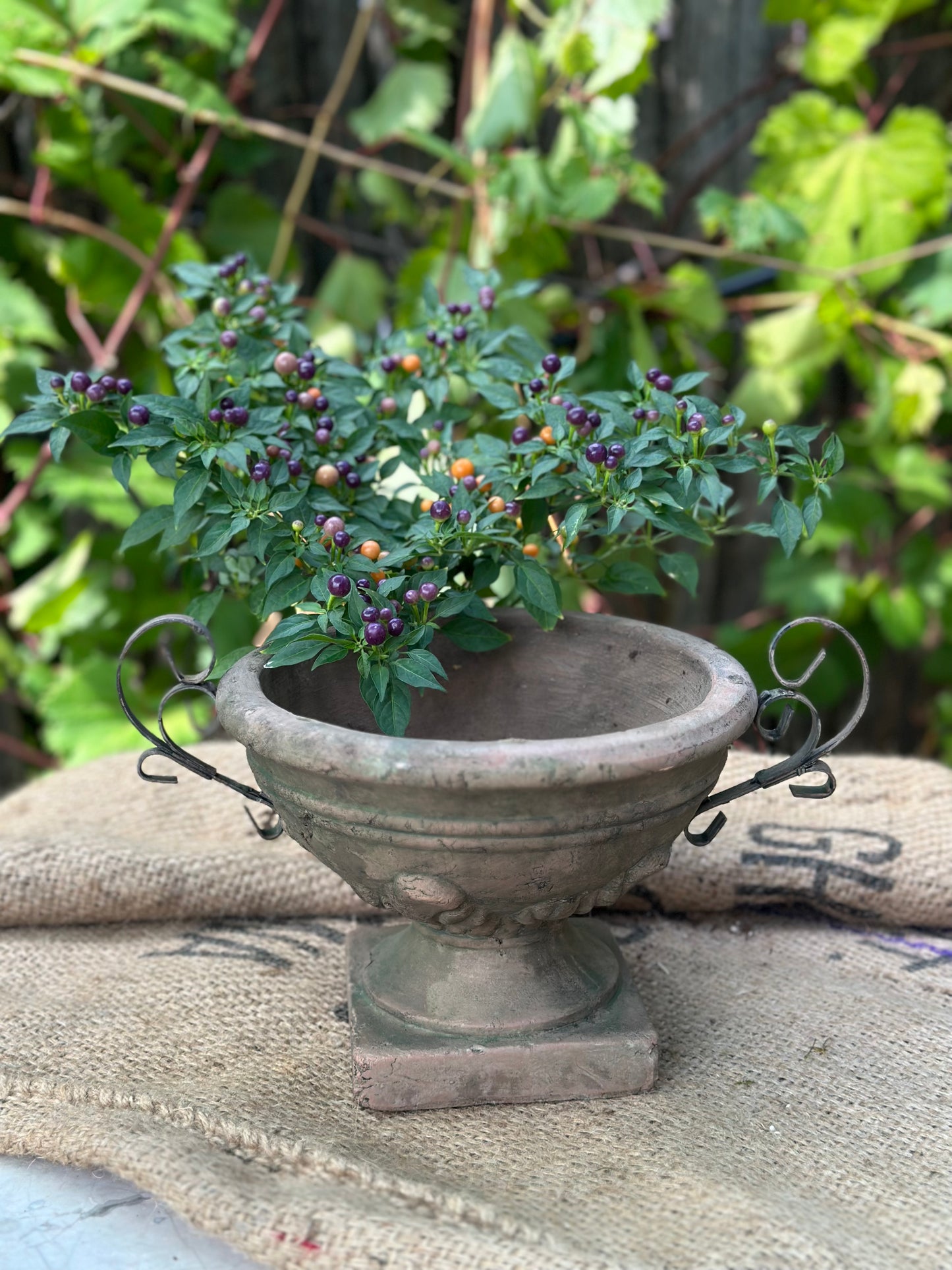 Tabletop - Terracotta Urn with Handles