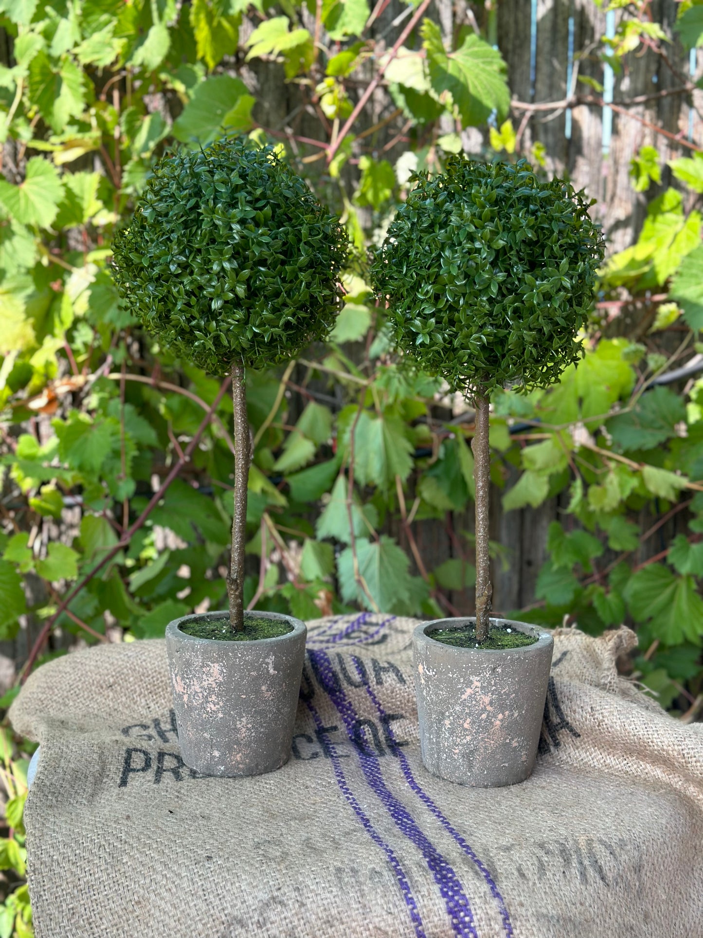 Artificial - Faux Boxwood Topiary in Grey container