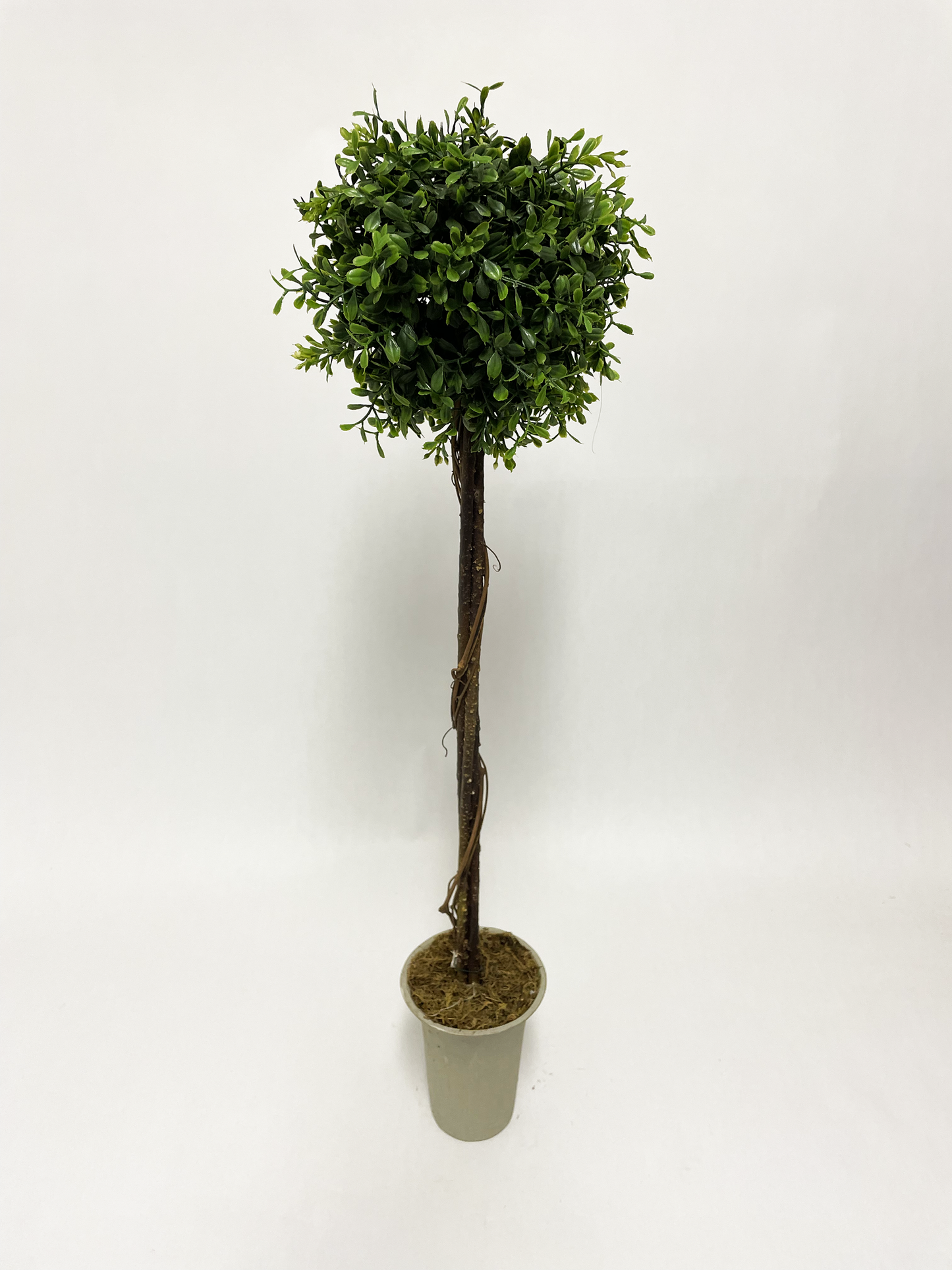 Artificial - Faux Boxwood Topiary with Twisted Vine Trunk